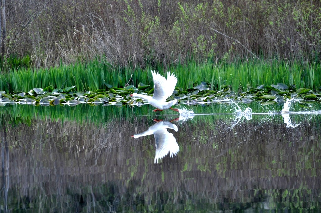 Lone Goose