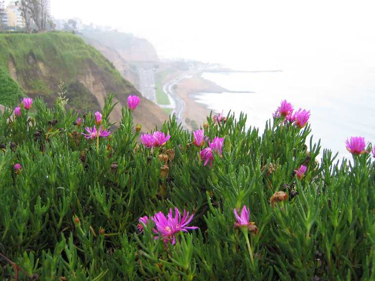 La Costa Verde